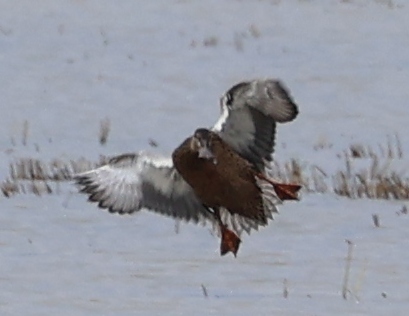 Northern Shoveler