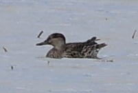 Green-winged Teal