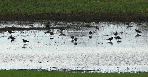 Northern Lapwing