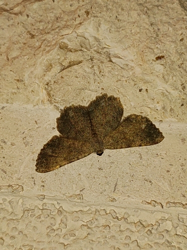 Dicrognophos sartata