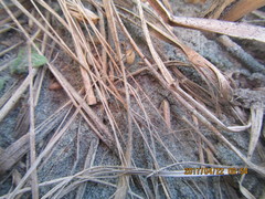 Eutittha stratiotica