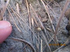 Eutittha stratiotica