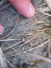 Eutittha stratiotica