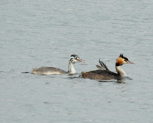Great Crested Grebe