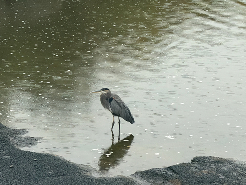 Great Blue Heron