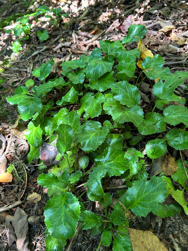 Northern Shortia