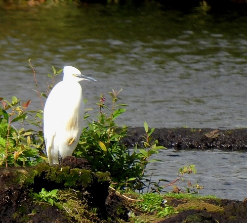 Little Egret