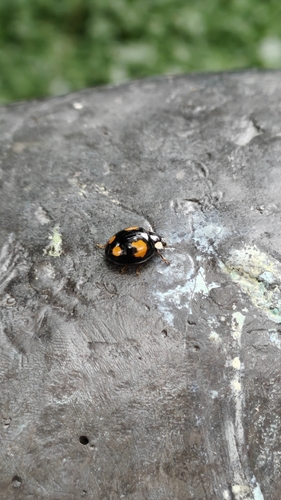 Asian Lady Beetle
