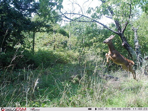 Western Roe Deer