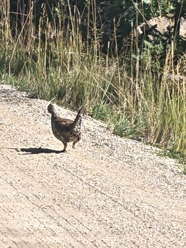 Dusky Grouse