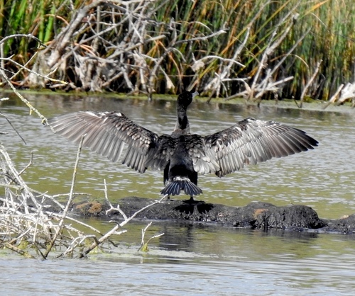 Great Cormorant