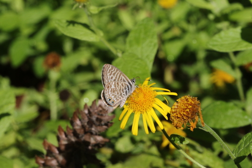 Lang's Short-tailed Blue