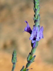 Lavandula rejdalii