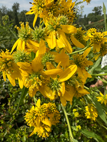 Wingstem