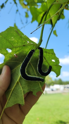 Catalpa Sphinx
