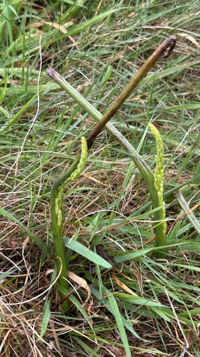 Microtis unifolia, photograph 5