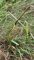 Microtis unifolia, photograph (c) Alan Bell, some rights reserved (CC BY)