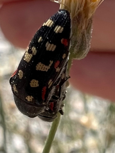 Acmaeodera gibbula