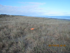 Eutittha stratiotica