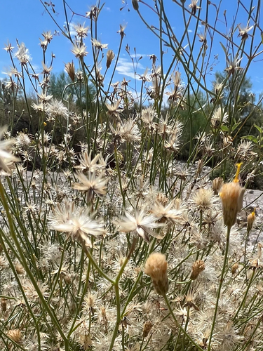 Sweetbush
