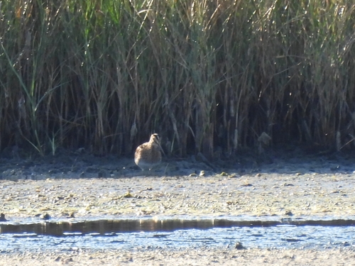 Common Snipe