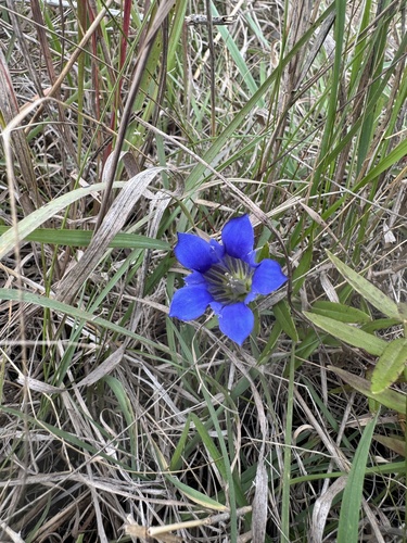 downy gentian