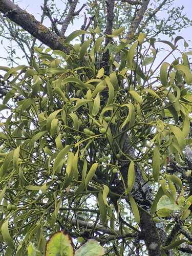 European mistletoe