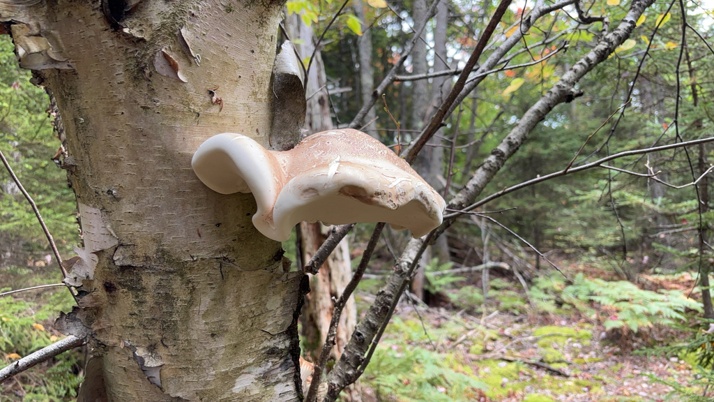 birch polypore · September 2026 · photo: Photo: (c) Daniel Zucker, some rights reserved (CC BY) · iNaturalist