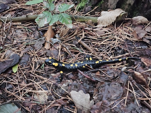 Fire Salamander