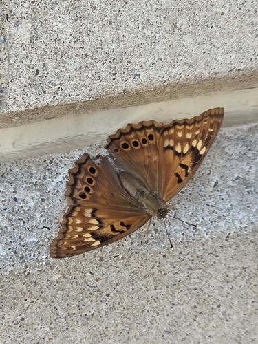 Tawny Emperor