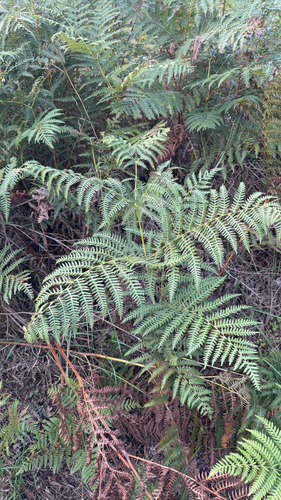 common bracken