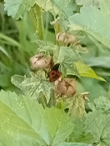European Firebug