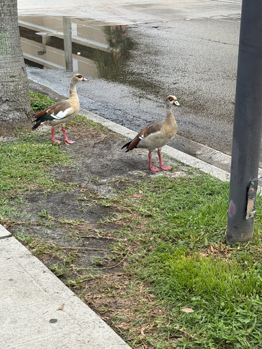 Egyptian Goose
