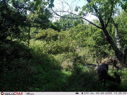 Western Roe Deer