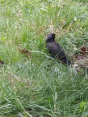 Sturnus vulgaris