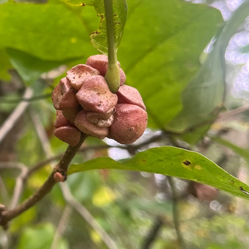 lobed oak gall wasp
