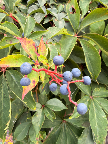 Virginia creeper