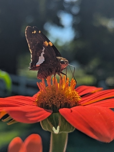 Silver-spotted Skipper
