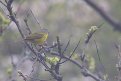Leiothlypis ruficapilla