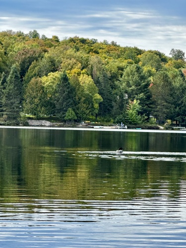 Common Loon