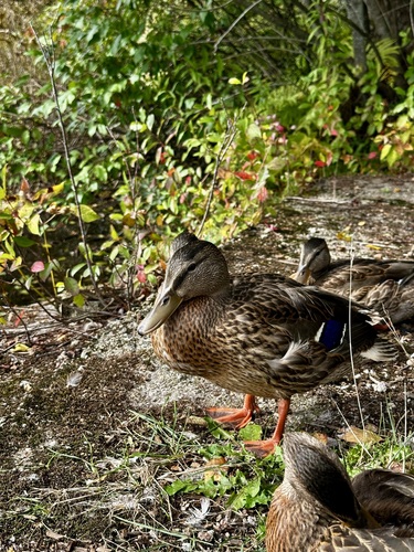 Mallard