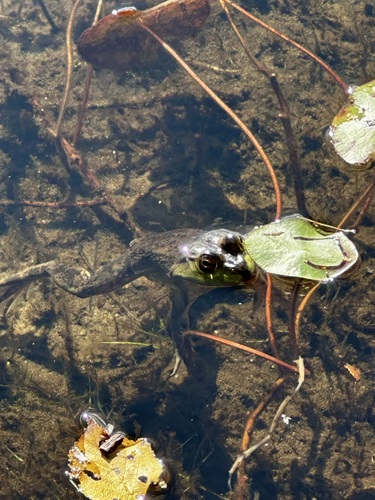 American Bullfrog