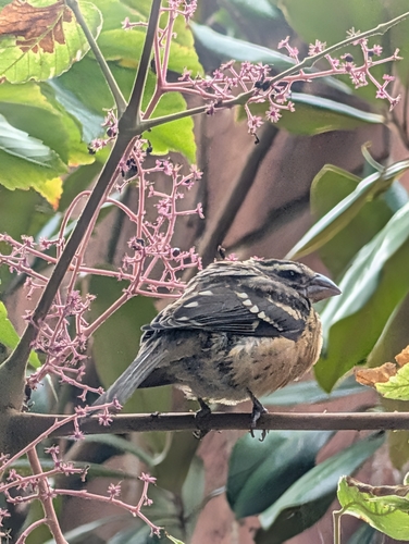 Black-headed Grosbeak