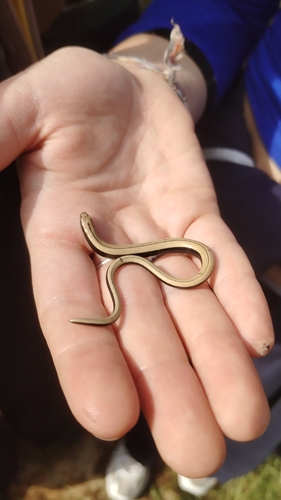 Common Slowworm