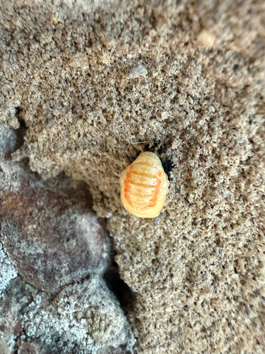 Asian Lady Beetle