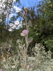 Malacothamnus jonesii