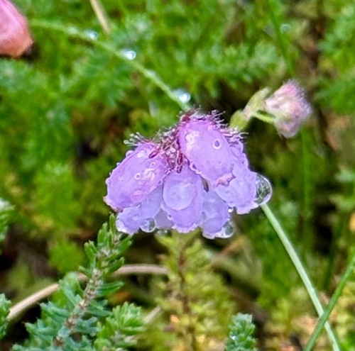 Cross-leaved Heath