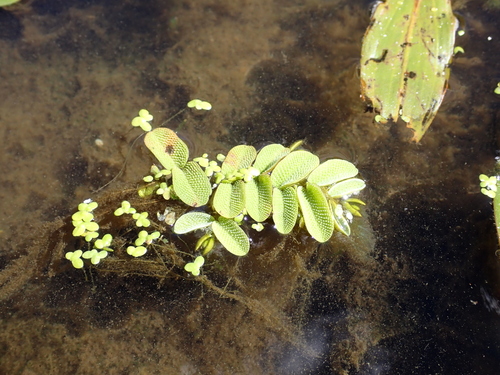 floating fern