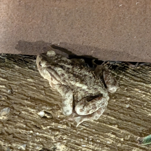 European Toad