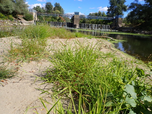 rice cutgrass